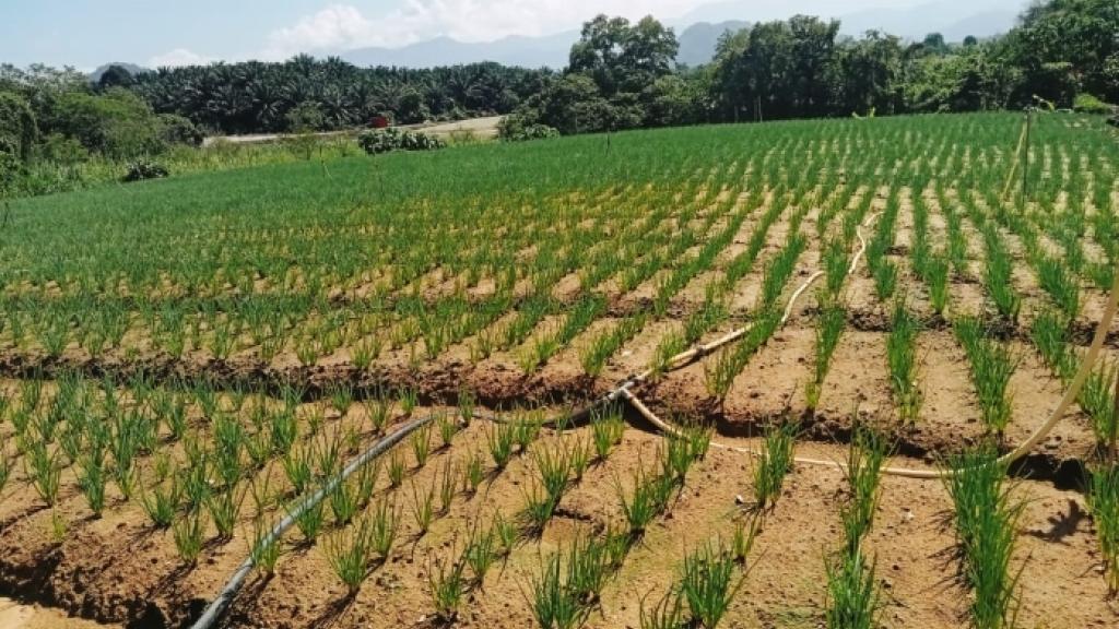 Kanthan farmland
