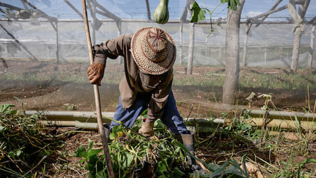 Cuban farmer, 2026. Cuba’s agricultural production has been declining for nearly 30 years. 