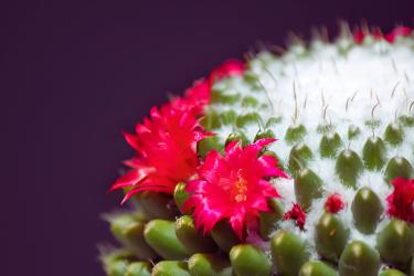 Die Linke flower