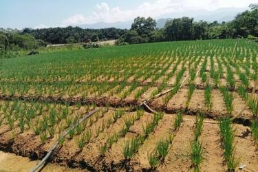 Kanthan farmland