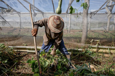 Cuban farmer, 2026. Cuba’s agricultural production has been declining for nearly 30 years. 